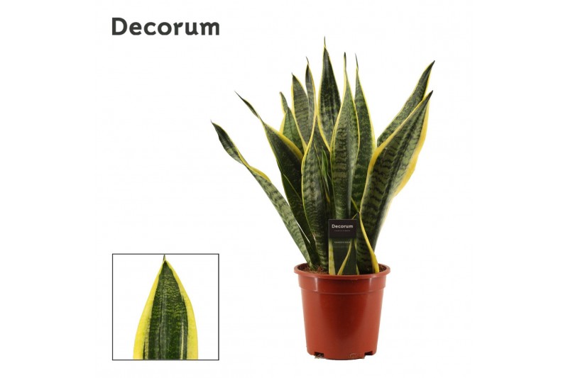 Sansevieria trifasciata futura superba Sansevieria Superba 17 cm (Deco 