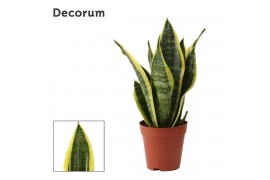 Sansevieria trifasciata futura superba Sansevieria Superba 9 cm (Decor
