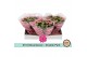 Kalanchoe rosalina don nando Kalanchoë Double Pink in SV.COloursleeve6 
