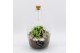 Arrangementen kerst XMAS-25211 Kerst creatie terrarium 2 pp 