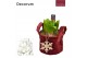 Arrangementen hyacinthus Hyacint Velvet HL13926WP [COZY] 3 pp 75 bl. 3 