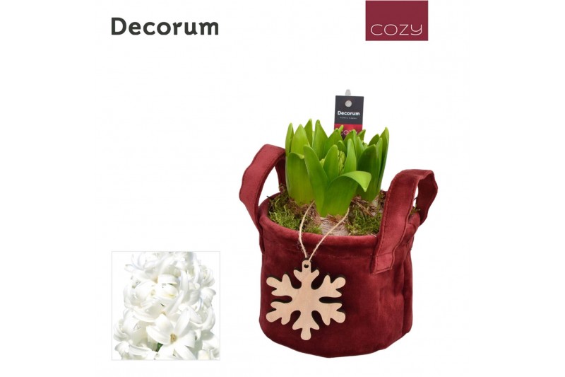 Arrangementen hyacinthus Hyacint Velvet HL13926WP [COZY] 3 pp 75 bl. 3 