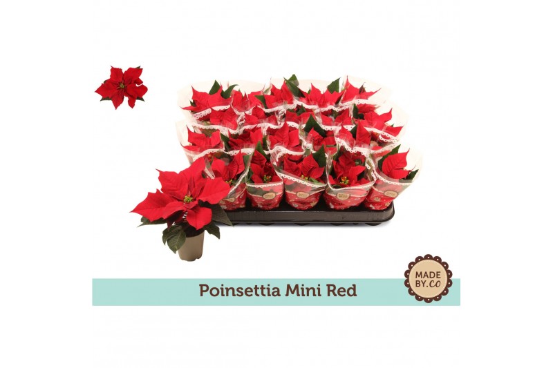 Euphorbia pul. christmas feelings red Euph. Poinsettia Mini Red in Sle 