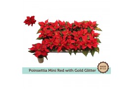 Euphorbia pul. christmas feelings red Euph. poinsettia mini red + Gold