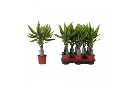 Dracaena fragr. golden queen 1 PP