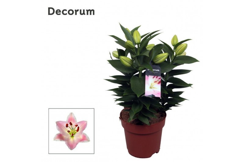 Lilium oriental souvenir Lilium Or Souvenir 17cm3 tak/plnt 10 bl. 