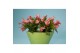 Schlumbergera Orange (Vida) - Decorum 70 bl. 