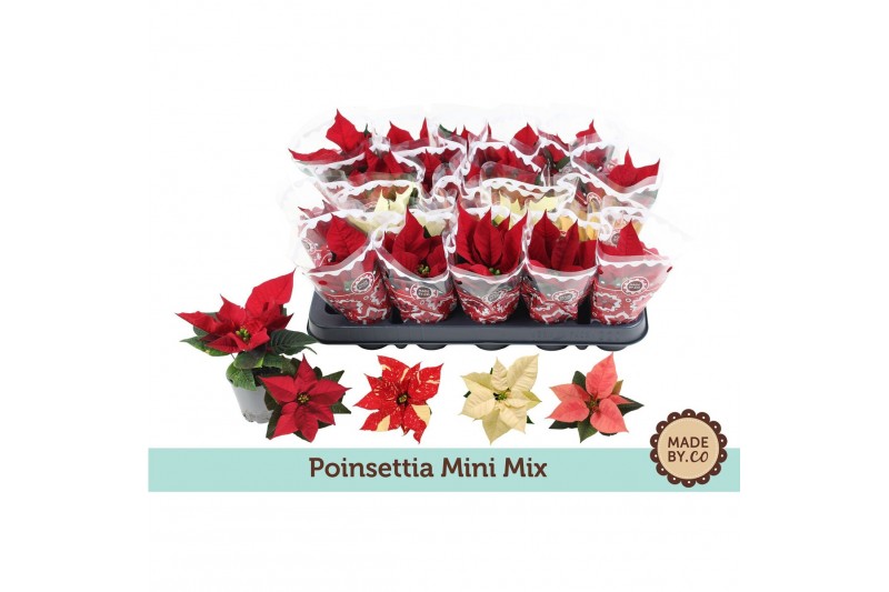 Euphorbia pul. mix Euph. Poinsettia Mini Mix in Sleeve1 bl. 