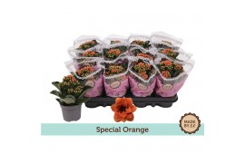 Kalanchoe blossfeldiana Tiger Majestic Coral Kalanchoë Special Special