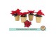 Euphorbia pul. christmas feelings red Euph. Poinsettia Mini Red in Gol 