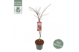 Acer palmatum Acer palm. Garnet