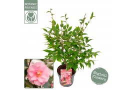Camellia japonica Camellia jap. Spring Festival Premium50 bl.