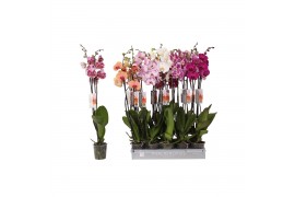 Phalaenopsis mix Phalaenopsis 6 color mix, 2-spike 18+18 bl. 2 tak/pln