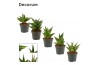 Sansevieria Sansevieria Crown mix 6 cm (Decorum)