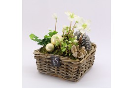 Arrangementen helleborus NHCR-2506 Verboom Helleborus 3 pp