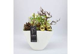 Arrangementen helleborus NHCR-2519 Verboom Helleborus 1 pp