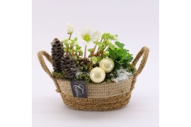 Arrangementen helleborus NHCR-2509 Verboom Helleborus 2 pp