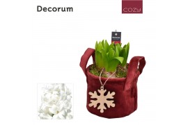 Arrangementen hyacinthus Hyacint Velvet HL13926WP [COZY] 3 pp 75 bl. 3