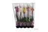 Phalaenopsis mix Phalaenopsis mix - 2 tak 60cm A2 12 bl. 2 tak/plnt