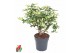 Schefflera trinette Schefflera Trinette2 pp 