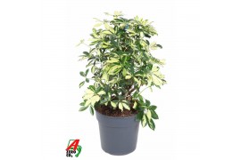 Schefflera trinette Schefflera Trinette2 pp
