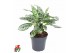 Aglaonema Aglaonema Patricia3 pp 