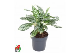 Aglaonema Aglaonema Patricia3 pp