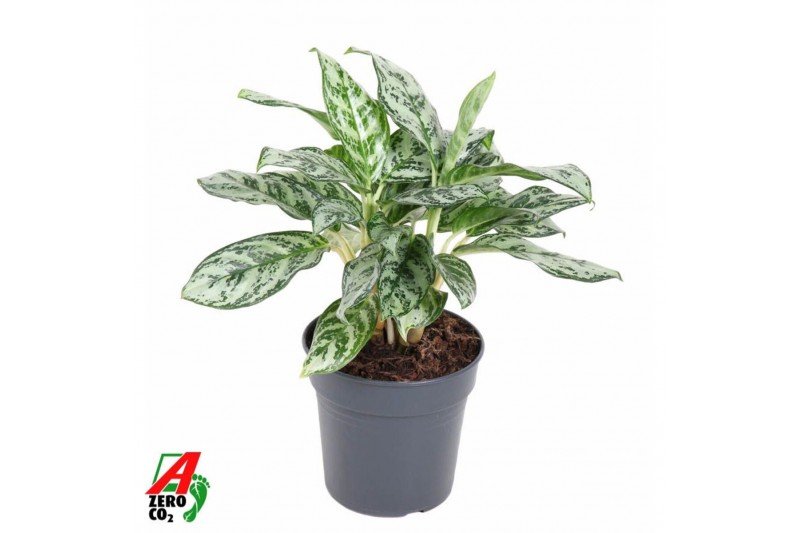 Aglaonema Aglaonema Patricia3 pp 