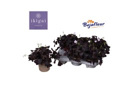 Oxalis triangularis Oxalis Ikigai Triangularis 20 cm diameter 3 bl.