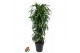 Dracaena fragr. hawaiian sunshine Dracaena Hawaiiana vertakt P31pp 