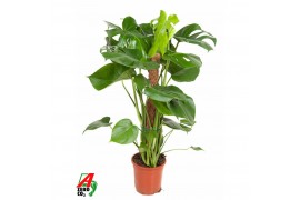 Monstera deliciosa Monstera Deliciosa mosstok P19pp