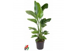 Strelitzia nicolai Strelitzia Nicolai P31(zonder bloem)zonder bloem bl