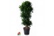 Dracaena fragr. compacta Dracaena Compacta vertakt P31pp 