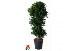 Dracaena fragr. compacta Dracaena Compacta vertakt P31pp