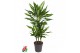 Dracaena fragr. cintho 45-carrousel Dracaena Cintho 45-carrouselpp 