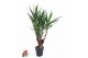Yucca Yucca vertakt 3-arm P31pp 