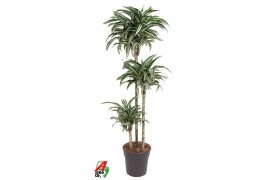 Dracaena fragr. compacta jade jewel Dracaena Jade Jewel 90-60-303 pp