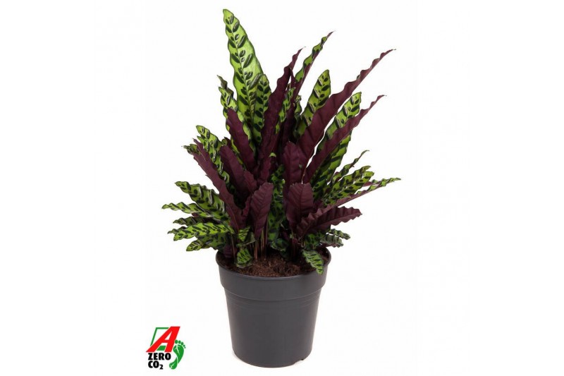 Calathea lancifolia Calathea Lancifoliazonder bloem bl. 2 pp 