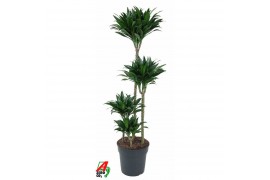 Dracaena fragr. compacta Dracaena Compacta 90-60-30-15pp