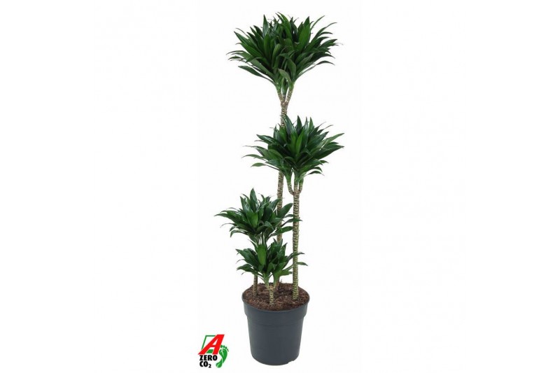 Dracaena fragr. compacta Dracaena Compacta 90-60-30-15pp 