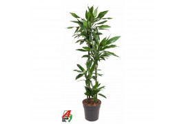 Dracaena fragr. janet lind Dracaena Janet Lind 90-60-30-15pp
