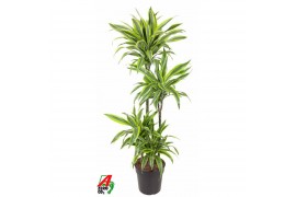 Dracaena fragr. der. lemon lime Dracaena Lemon Lime 90-60-30-15pp