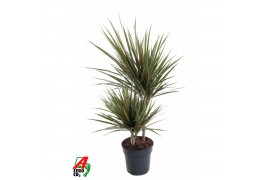 Dracaena marg. bicolor Dracaena Bicolor 30-102 pp