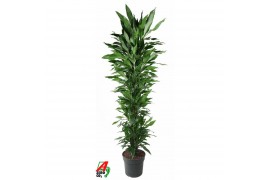Dracaena frag. der. janet lind Dracaena Janet Lind vertakt P401 pp