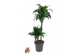 Dracaena fragrans Dracaena Tatuade 45-152 pp
