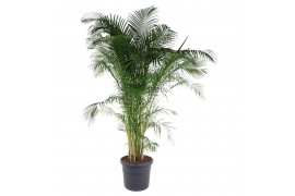 Dypsis lutescens Dypsis Lutescens(Areca) P5820 pp