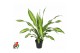 Dracaena fragr. charley Dracaena Charley kopstek P211 pp 