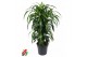 Dracaena fragr. hawaiian sunshine Dracaena Hawaiiana vertakt P271 pp 