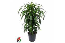 Dracaena fragr. hawaiian sunshine Dracaena Hawaiiana vertakt P271 pp