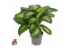 Dieffenbachia seguine reeva Dieffenbachia Reeva P242 pp 